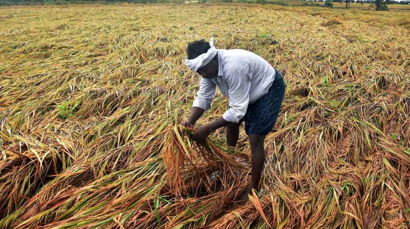 Farmer Support Program